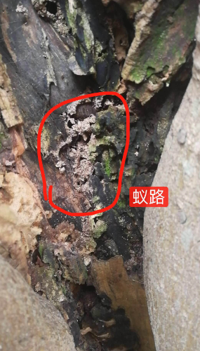 澄海东里专业灭白蚁