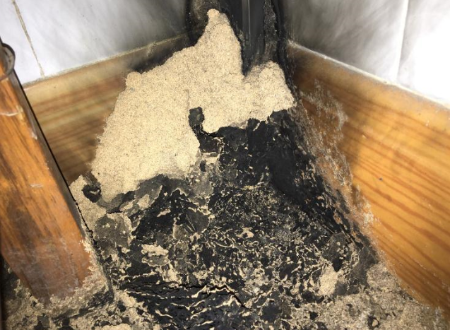 澄海东湖哪里有杀白蚁