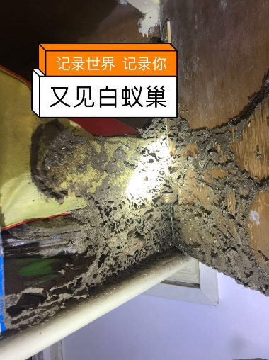澄海东湖市场哪里有杀白蚁