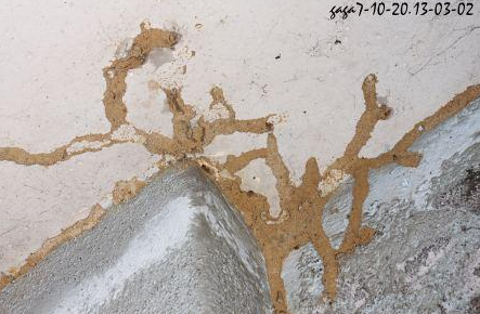 澄海东里镇专业治白蚁