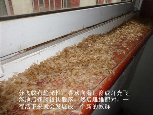澄海白蚁站