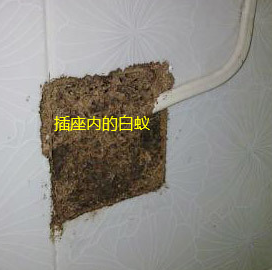 澄海白蚁防治站是在哪里