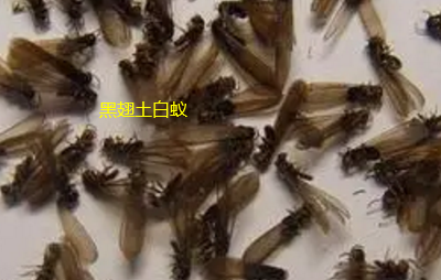 澄海专业治白蚁