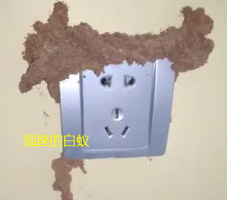 澄海哪里有治白蚁