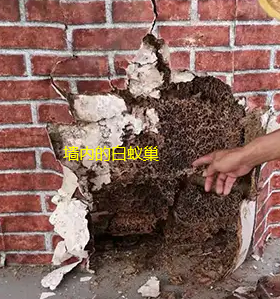 澄海海顺白蚁防治