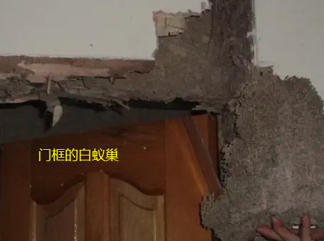 澄海东里镇治白蚁