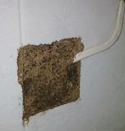 澄海东里专业治白蚁