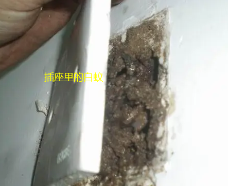 澄海东里镇治白蚁