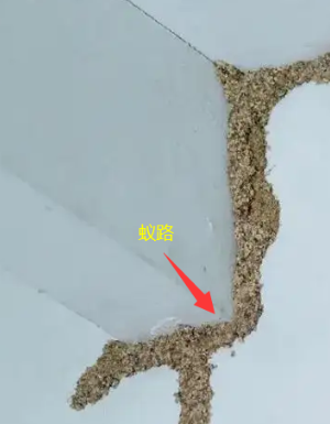 澄海东里镇专业治白蚁的师傅是在哪里