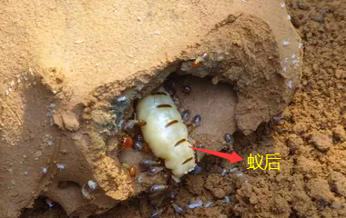 澄海防治白蚁站是在哪里
