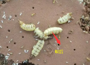 澄海专业治白蚁的师傅