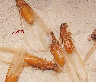 澄海白蚁防治