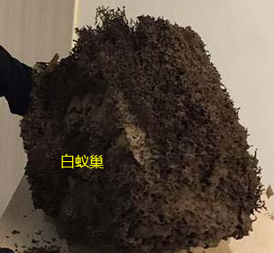 澄海上门治白蚁